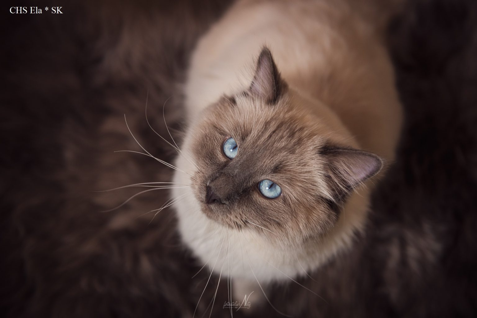 🐈 Chovateľská stanica RAGDOLL / Ela - Ragdoll Ela