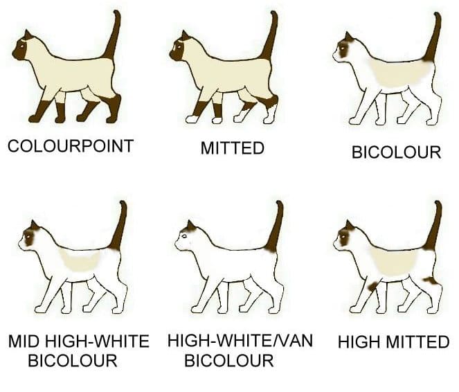 ragdoll